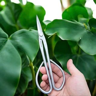 KÉO TỈA DĂM CÂY CẢNH - Bản cao cấp - HD BONSAI Thép trắng không gỉ. Độ dài 210mm Trọng lượng 145g