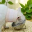 Top Thoáng Khí Chó Mèo Phục Hồi Cổ Chó Mèo Nẹp Cổ Dành Cho Phẫu Thuật Bảo Vệ Và Chữa Bệnh Vết Thương