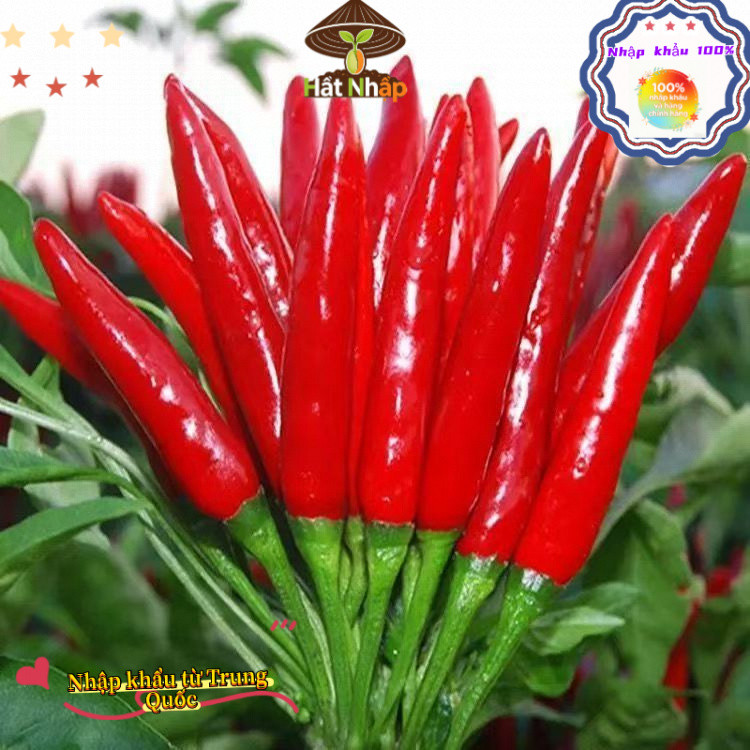 Hạt Giống Ớt Chỉ Thiên F1 (500 Hạt) - Cay Nồng Nàng ,Thơm Ngon -k035