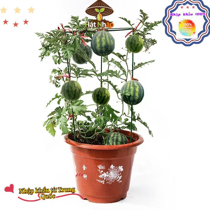 Trung Quốc nhập khẩu，Hạt giống dưa hấu táo baby siêu giòn ngọt，Bao bì gốc 50 viên nang，-k004
