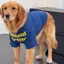【Ready Stock】 Summer Thin Large Dog Clothes Anti-Lint Golden Retriever Alaska Breathable Sun Protection Big Dog Cool Clothes Solid Color zLJt
