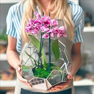 [GIAO HÀNG 3-5 NGÀY] Kẹp cành cây cho cây phong lan và cây leo, Kẹp hỗ trợ bằng nhựa bền, Cố định dễ dàng để huấn luyện cây nho, 50 / 100 / 200 Cái Tùy chọn cho vườn nhà