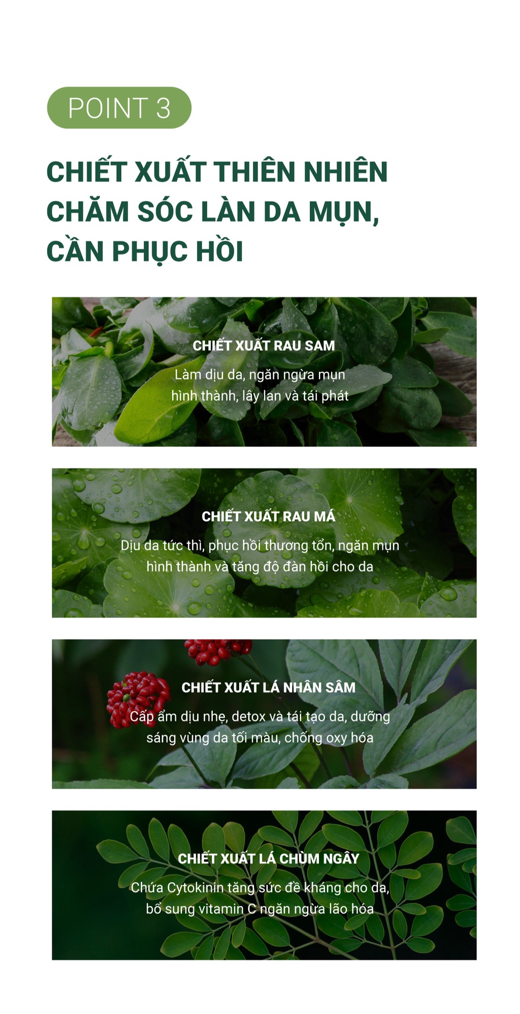 Mô tả Bộ chăm sóc da mụn Caryophy portulaca (sữa rửa mặt 150ml toner 300ml) - 5