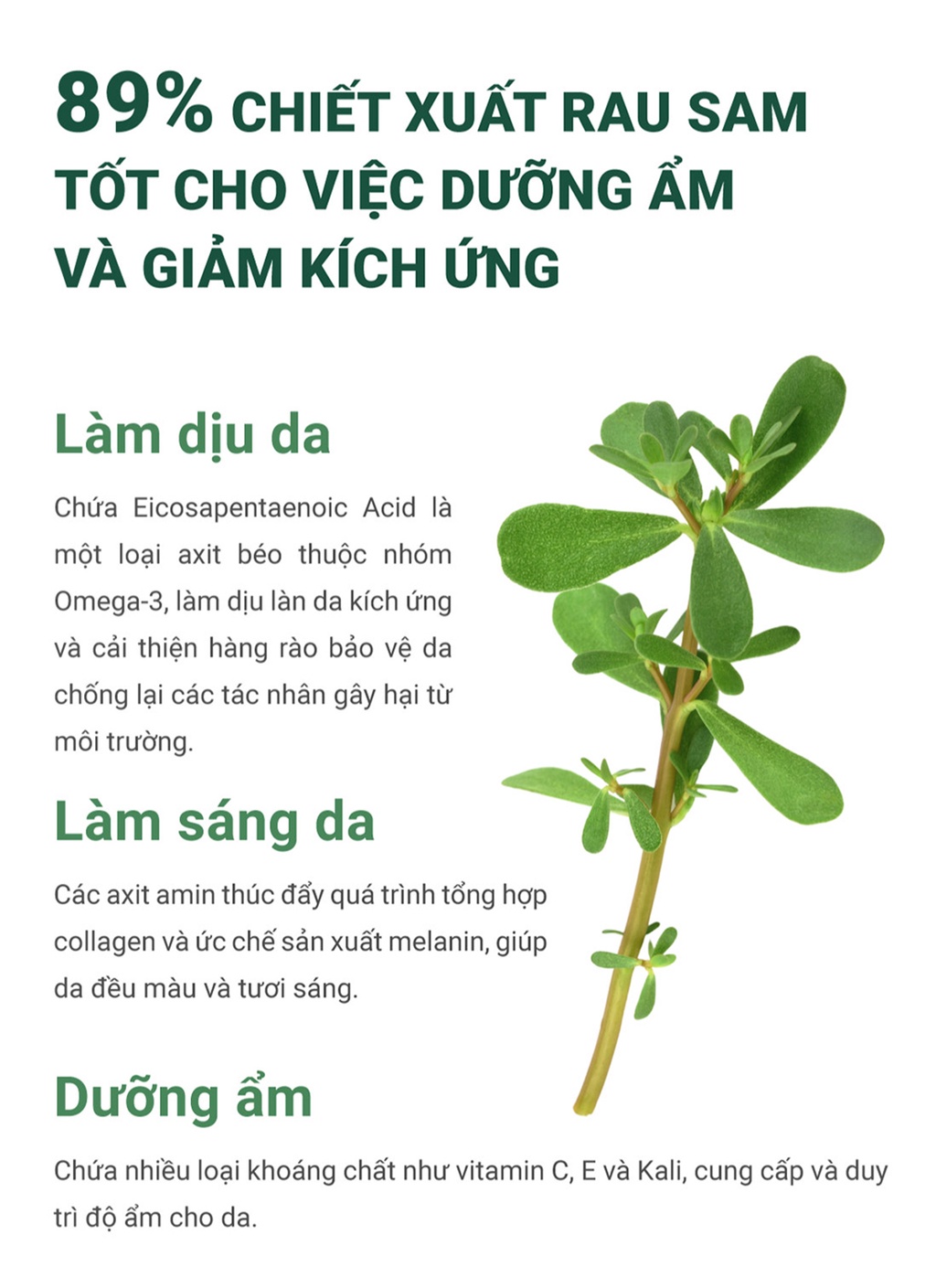 Mô tả Serum rau má giảm mụn mờ thâm Caryophy Portulaca Ampoule (10ml 30ml) - 5