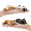 Mô hình tĩnh sành điệu của Bulldog Pháp và Shiba Inu hoàn hảo cho mọi trang trí bàn làm việc