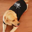 3xl-6xl Đen Graffiti Họa Tiết Mèo / Chó Thoáng Khí Kích Thước Lớn Áo Vest Lớn Vừa Quần Áo Cho Chó