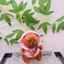 Móc khóa búp bê sang trọng Capybara sành điệu và dễ thương màu sắc tươi sáng cho phụ kiện hợp thời trang