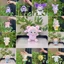 Dễ Thương Kolomi Sang Trọng Treo Móc Khóa Thú Nhồi Bông Đáng Yêu Đồ Chơi Cotton