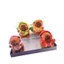 Móc khóa búp bê sang trọng Capybara sành điệu và dễ thương màu sắc tươi sáng cho phụ kiện hợp thời trang