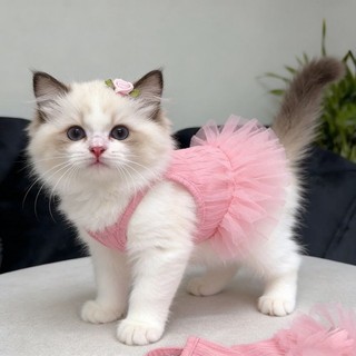 Mèo Mùa Hè Màu Hồng Pettiskirt Sling Đầm Thoáng Khí Mỏng Phong Cách Đa Năng Cho Chó Mèo 0.5-7kg