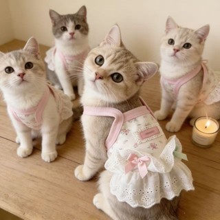 [Hàng có sẵn] Áo Vest chống trơn mùa hè cho mèo