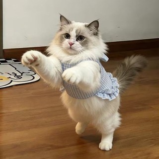 Áo Vest Nơ Mèo Quần Áo Thú Cưng Chống Trơn Thoáng Khí