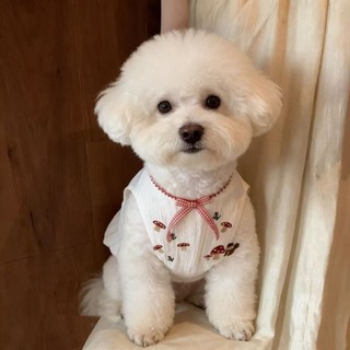 Váy hoa tươi cho mèo Quần áo thú cưng mùa hè 1-6,5kg