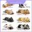 Mô hình tĩnh sành điệu của Bulldog Pháp và Shiba Inu hoàn hảo cho mọi trang trí bàn làm việc