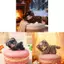Búp bê sang trọng dễ thương Raccoon với mái tóc ngắn dành cho nhà sưu tập trang trí và phòng chơi