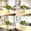 Sắp xếp cây trồng tổng hợp bằng vải hoa để trang trí nội thất trong nhà Nhu cầu chụp ảnh và