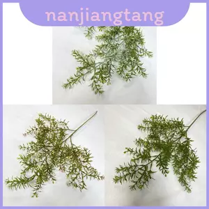 Cây xanh thảo mộc chín dặm có lá nhựa dùng cho phòng khách và sử dụng ngoài trời