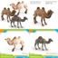 Môi trường sống động vật Pvc Camel Mô hình tĩnh trang trí cho trẻ em Đồ chơi giáo dục và