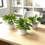 Sắp xếp cây trồng tổng hợp bằng vải hoa để trang trí nội thất trong nhà Nhu cầu chụp ảnh và