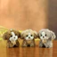 Đồ chơi sang trọng Chó Husky Động vật nhồi bông mềm dễ thương cho trẻ em và người sưu tập