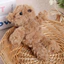 Móc khóa sang trọng Bear Jc Bartholomew với chất liệu Polyester cho và túi xách