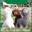 Động vật đầy màu sắc Alpaca sang trọng có khung cho trẻ em Quà tặng và