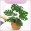 Cây giả tường Greenery có lá rùa và nồi đen để trang trí nội thất tường