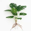 Cây giả tường Greenery có lá rùa và nồi đen để trang trí nội thất tường