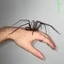 Đồ trang trí nhện Halloween bằng nhựa để trang trí tiệc và quà tặng