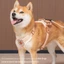 Dây kéo cho chó Nhỏ cỡ vừa Chó chống cháy nổ Đấm dễ thương Dây đeo ngực nhẹ Corgi Bichon Vest Phong cách Chó đi bộ