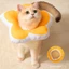 Thú Cưng Elizabeth Cổ Mèo Cổ Yếm Chống Dính Cổ Chó Elizabeth Cổ Áo Khử Trùng Mũ Cổ Mềm