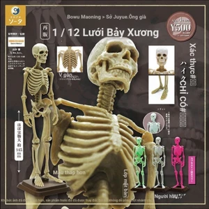 Bộ xương cơ thể con người SO-TA Nhật Bản 1 / 12 Bộ sưu tập bộ xương Đồ trang trí viên nang Đồ chơi N46Y