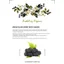 Aroha Trees Blackberry Body Square Lotion 500ml Hydrating Body Lotion Dưỡng ẩm Chăm sóc cơ thể hàng ngày Tất cả các loại da