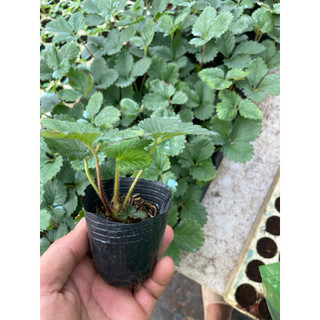Chậu Dâu tây to  - dâu hana - dâu pháp -  dễ trồng dễ chăm sóc