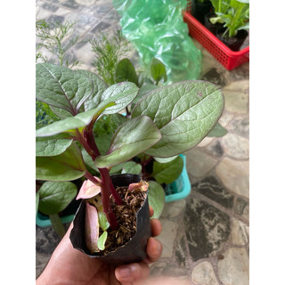 Combo 5 chậu Mùng tơi tím ( Mồng tơi ) - Giàu dinh dưỡng, thanh lọc giải độc cơ thể