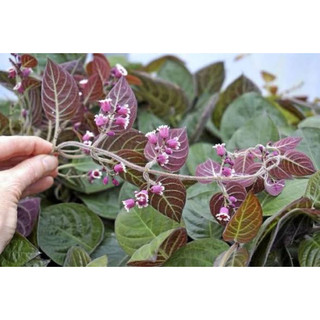 Cây lá mơ - Mơ lông tím - Rau ăn lá - Bầu rễ ổn định - Đa công dụng