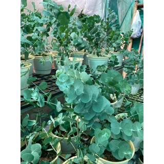 Cây đô la bạc (tên tiếng Anh: Silver Dollar, tên khoa học: Eucalyptus cinerea) là một loại cây thân gỗ thuộc họ Bạch đàn