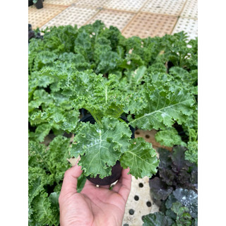 Cây Giống Cải Kale Xanh Xoăn Mỹ – Rau Ăn Lá Siêu Dinh Dưỡng – Dễ Trồng, Nhanh Thu Hoạch