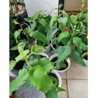 Cây bạch đàn chanh (tên khoa học: Eucalyptus citriodora) nổi bật với hương thơm dịu nhẹ, kết hợp giữa vỏ chanh và sả