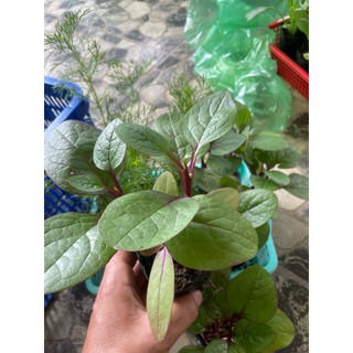 Combo 5 chậu Mùng tơi tím ( Mồng tơi ) - Giàu dinh dưỡng, thanh lọc giải độc cơ thể