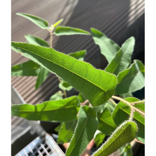 Cây bạch đàn chanh (tên khoa học: Eucalyptus citriodora) nổi bật với hương thơm dịu nhẹ, kết hợp giữa vỏ chanh và sả
