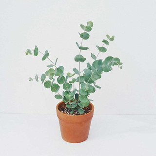 Cây đô la bạc (tên tiếng Anh: Silver Dollar, tên khoa học: Eucalyptus cinerea) là một loại cây thân gỗ thuộc họ Bạch đàn
