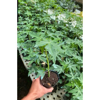 Combo Cây giống Đu đủ siêu trái: Đu đủ ruột đỏ - Đu đủ ruột vàng  - Bầu rễ ổn định - Nhanh thu quả