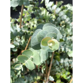 Cây đô la bạc (tên tiếng Anh: Silver Dollar, tên khoa học: Eucalyptus cinerea) là một loại cây thân gỗ thuộc họ Bạch đàn