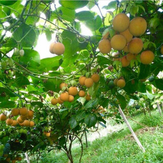 Cây giống chanh dây vàng hương ổi - chanh dây hoàng kim - mang hương thơm trái cây.