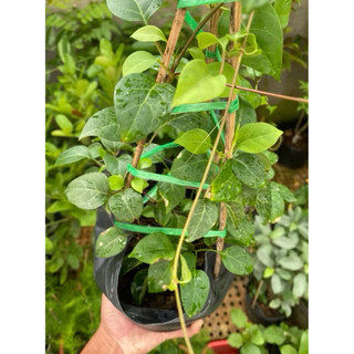 Chậu cây lá giang - Rau ăn lá - Gia vị Nấu lẩu gà, canh chua - Bầu ổn định thuần chậu