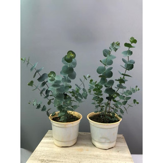 Cây đô la bạc (tên tiếng Anh: Silver Dollar, tên khoa học: Eucalyptus cinerea) là một loại cây thân gỗ thuộc họ Bạch đàn