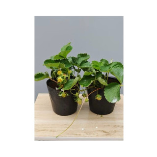 Chậu Dâu tây to  - dâu hana - dâu pháp -  dễ trồng dễ chăm sóc