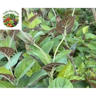 Cây lá mơ - Mơ lông tím - Rau ăn lá - Bầu rễ ổn định - Đa công dụng