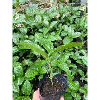 Cây giống chanh dây vàng hương ổi - chanh dây hoàng kim - mang hương thơm trái cây.